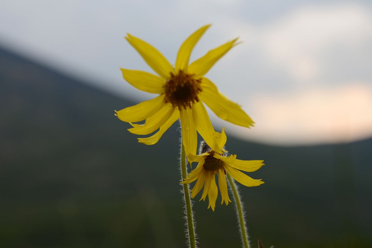 09C Yellow Wildflower From Goldensides Trail In Tombstone Park Yukon